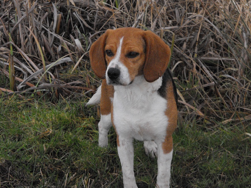 Crufft des Mollières D' Amont
